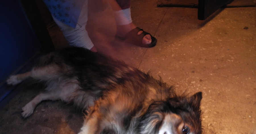 В Днепропетровске бойцовский пес растерзал с десяток дворовых собак и кошек