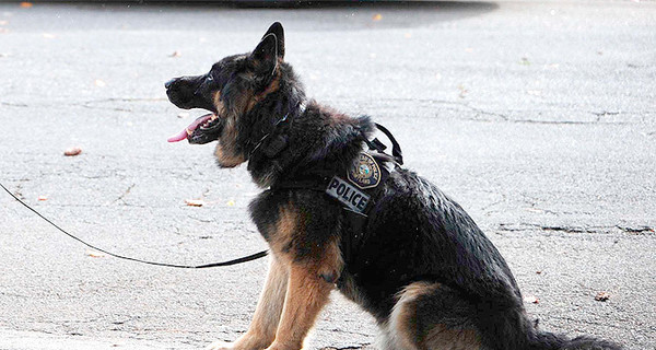 Полицейских собак в Калифорнии обвиняют в… расизме