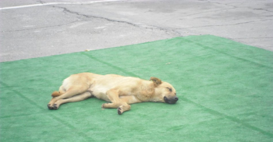 Гостей саммита в Донецке встречает бездомная собака