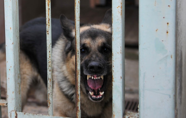 Мать двоих детей в Краматорске на смерть загрызли собаки