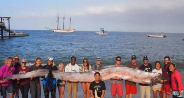 В Калифорнии на пляж выбросилась 4-х метровая рыба-змея