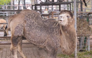 У верблюда, которого нашли в харьковском лесопарке, артрит и нефрит