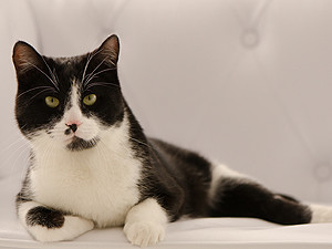 В Украине выбрали главного кота страны