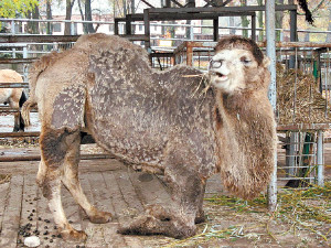 В Харьковском зоопарке выхаживают верблюда-найденыша