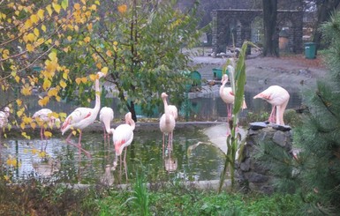 Зоопарк готовится к зиме: слонам согреют ноги, а фламинго накормят болгарским перцем