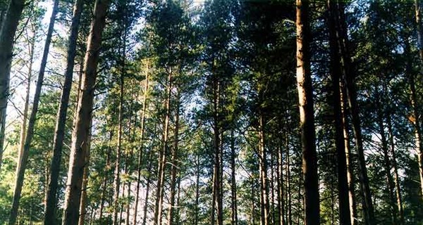 Беличанский лес передали столичному лесничеству