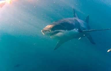 Боксер отбился от напавшей на него акулы