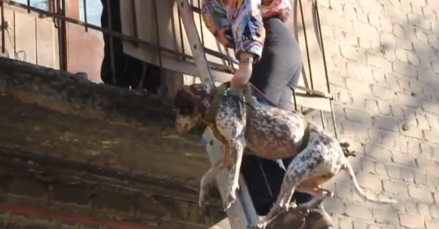 Брошенную в закрытой квартире собаку зоозащитники спасли через три недели
