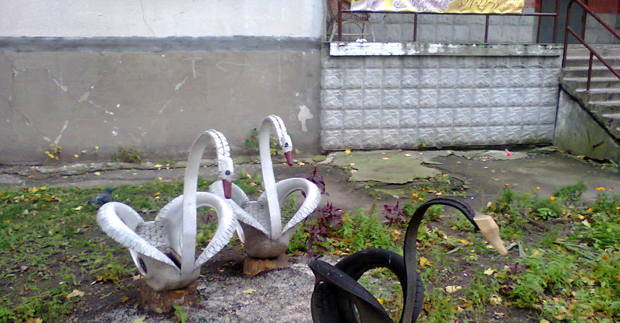 В киевском дворике поселились черные и белые лебеди