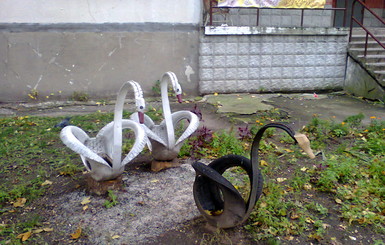 В киевском дворике поселились черные и белые лебеди