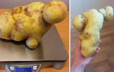 В Швеции нашли картошку, похожую на обнаженную Кейт Уинслет