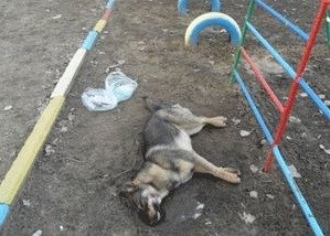 В Новомосковске ищут виновника массовой травли собак