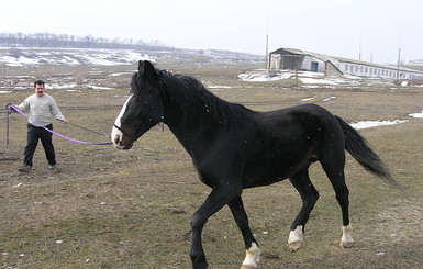 В Донецке ищут пропавшего коня