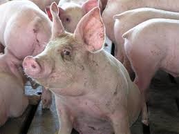 В Днепропетровске больше не будут разводить свиней
