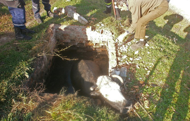 Под Одессой упавшую в яму с отходами корову вытаскивали шестеро мужчин