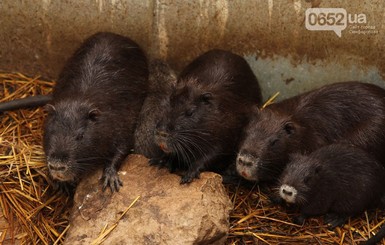 Нутрии в Симферопольском зоопарке месяц скрывали своих детенышей