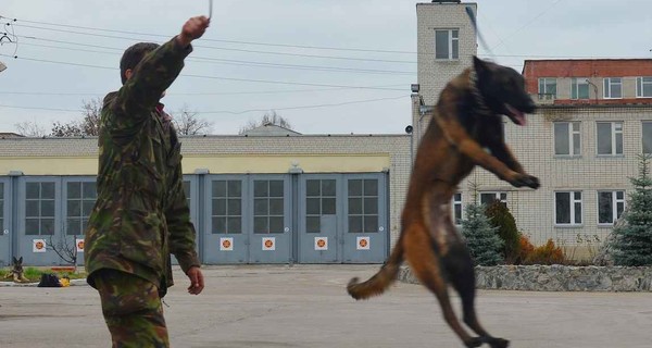 В Харькове собаки-иностранцы искали заблудившихся и спасали из-под завалов