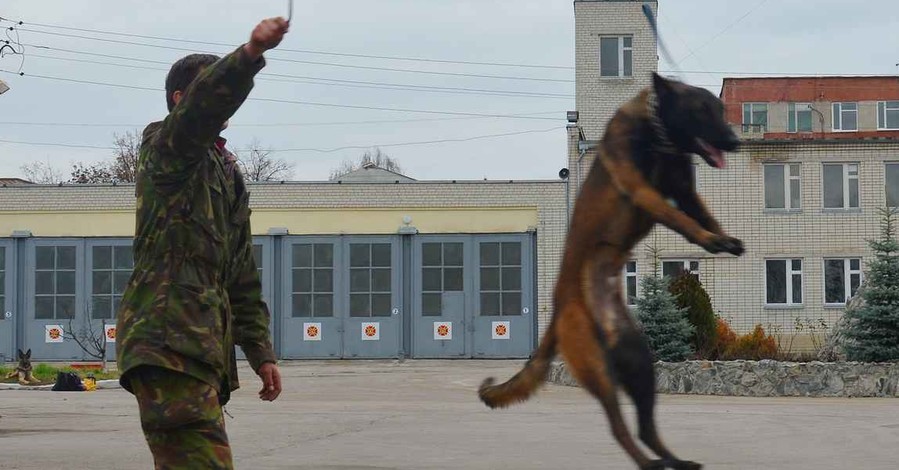 В Харькове собаки-иностранцы искали заблудившихся и спасали из-под завалов