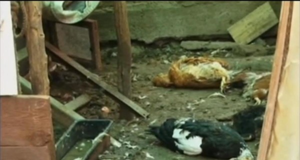 В Запорожье диковинный зверь задушил и обескровил 20 птиц