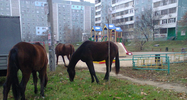 В Запорожье детские площадки превратили в пастбища для лошадей