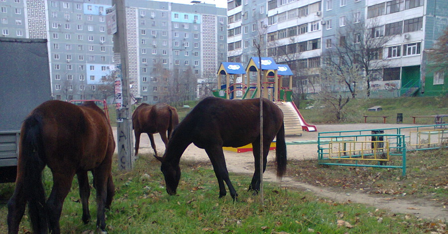 В Запорожье детские площадки превратили в пастбища для лошадей