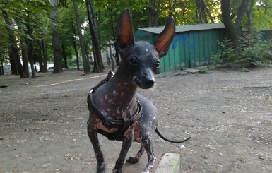 Собака-паркуристка из Одессы учится лазать по деревьям