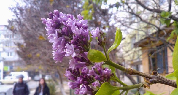 В Крыму в ноябре зацвела сирень и юкка