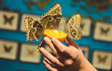 В Запорожье привезли уникальных бабочек: голубая морфо исполняет желания, а калиго распугивает грызунов