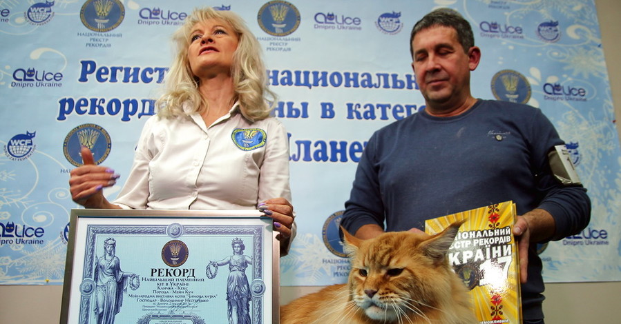 Знакомьтесь: самый большой кот Украины!