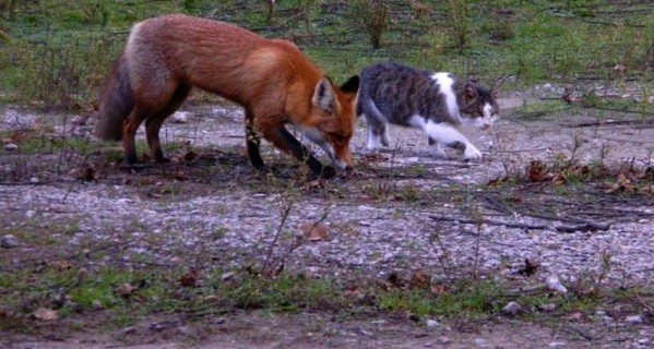 На Хортице дикая лиса подружилась с бездомным котом