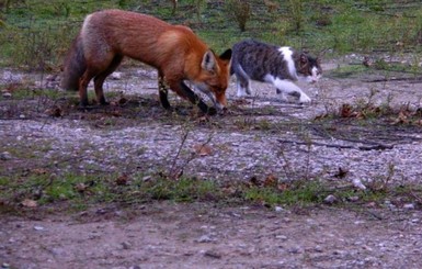На Хортице дикая лиса подружилась с бездомным котом