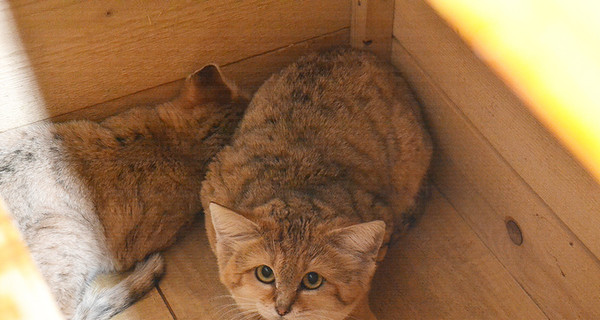 В зоопарке Николаева впервые в Украине появились барханные коты