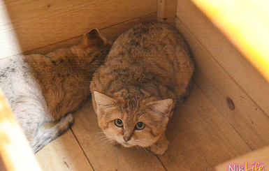 В зоопарке Николаева впервые в Украине появились барханные коты