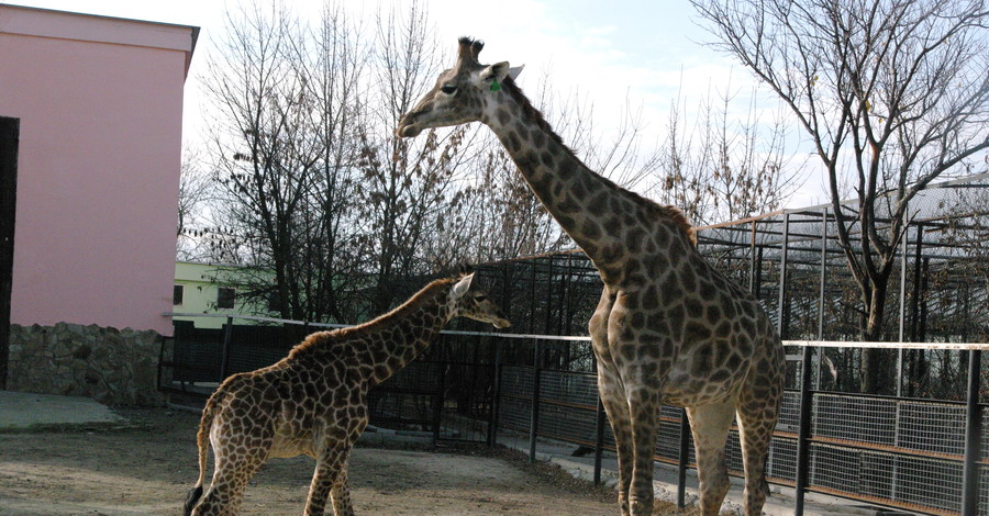 У первого украинского жирафенка скоро появится братик или сестричка 