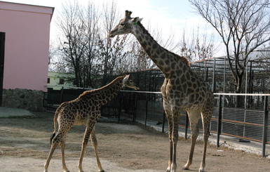 У первого украинского жирафенка скоро появится братик или сестричка 