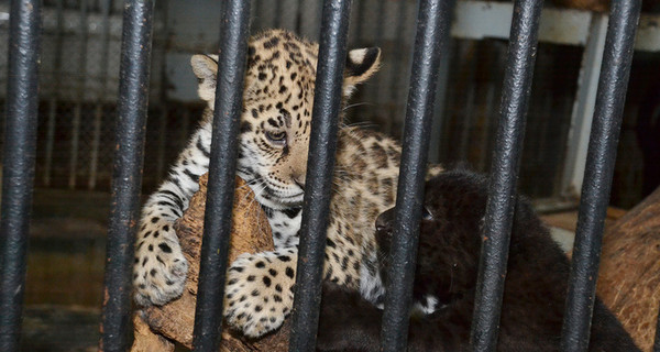 В Николаевском зоопарке показали малышей-ягуаров