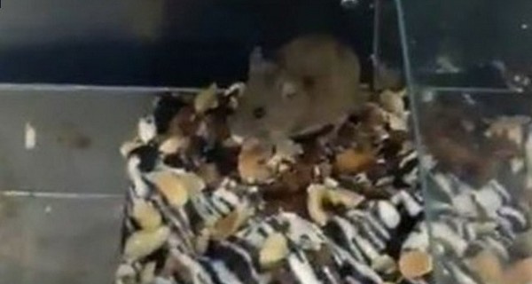 В севастопольском супермаркете мышь ела торт на глазах изумленных посетителей 