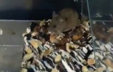 В севастопольском супермаркете мышь ела торт на глазах изумленных посетителей 