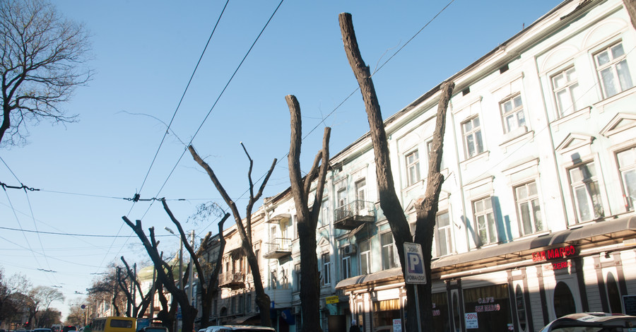 Грандиозный распил: обрезать деревья в Одессе будут всю зиму