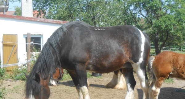 В Крым везут лошадь-тяжеловоза весом в тонну