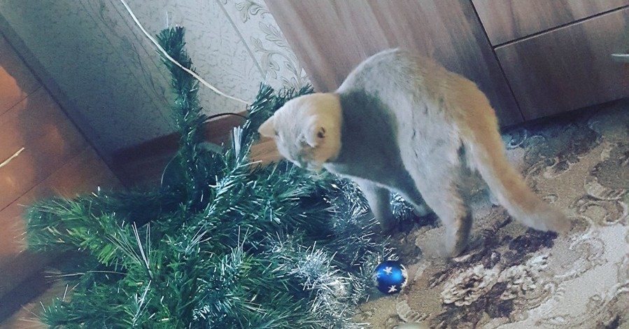 Охраняем елку от домашних животных и наоборот: советы ветеринаров