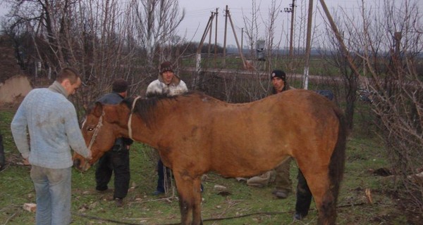 В Запорожской области из колодца вытащили живую лошадь
