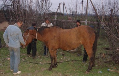 В Запорожской области из колодца вытащили живую лошадь