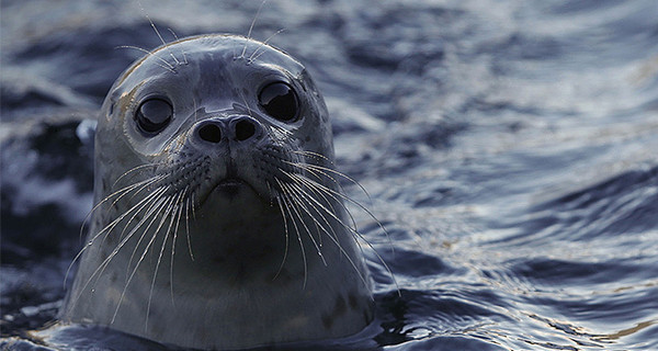 Тюлень заставил молодоженов провести четыре дня на необитаемом острове