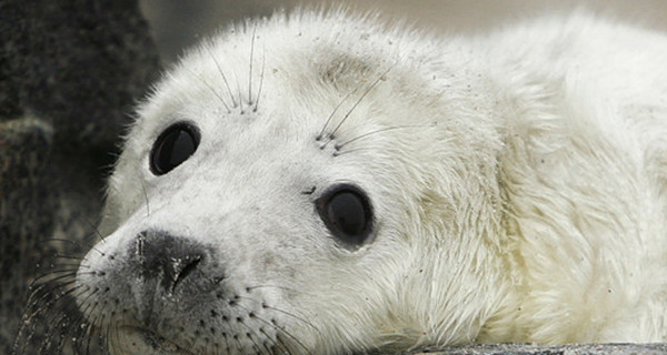 В Германии 47 маленьких тюленят пропали из-за урагана 