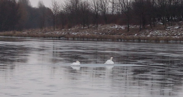 В Тернопольской области спасли лебедей
