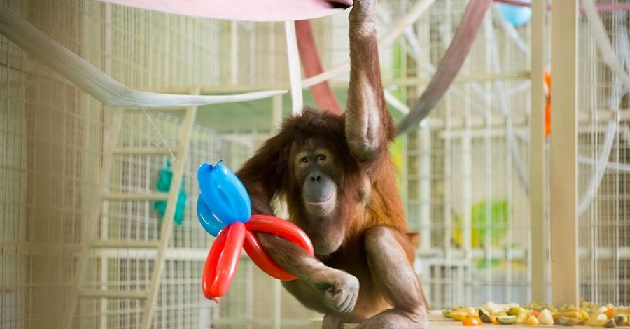 В Харькове обезьяны отметили новоселье танцами и воздушными шарами