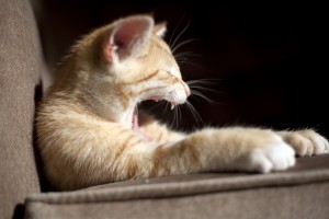 Японец украл почти 200 тысяч долларов на прокорм котов