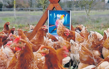 Прокукарекай мне, красавчик! 