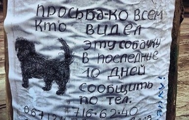 Чтобы найти пропавшую собачку, пенсионерка из Одессы нарисовала портрет беглеца